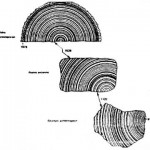 flocea1