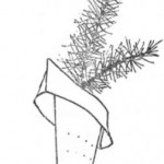 olenici
